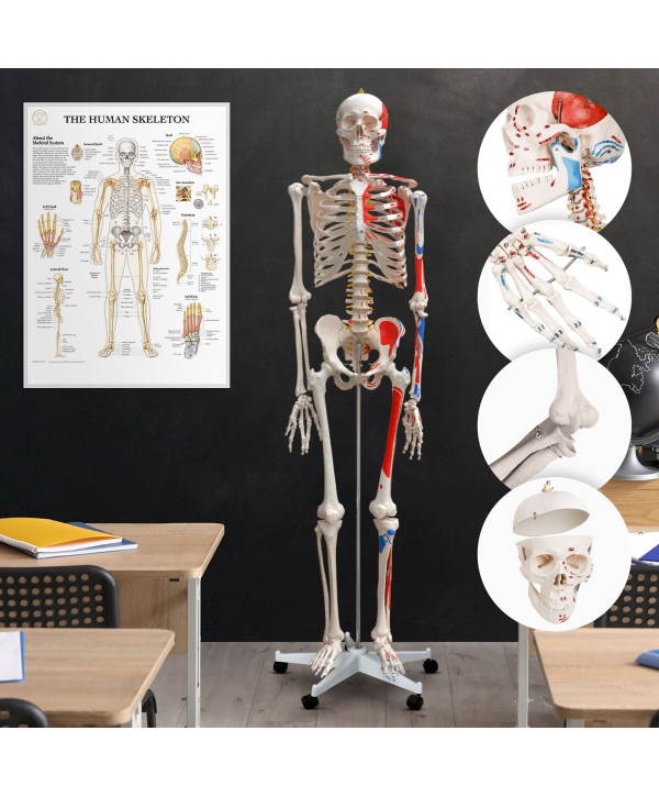 Menschliches Anatomie Skelett 181 cm mit Muskelbemalung Lebensgroß, mit Poster, Ständer, Beweglich