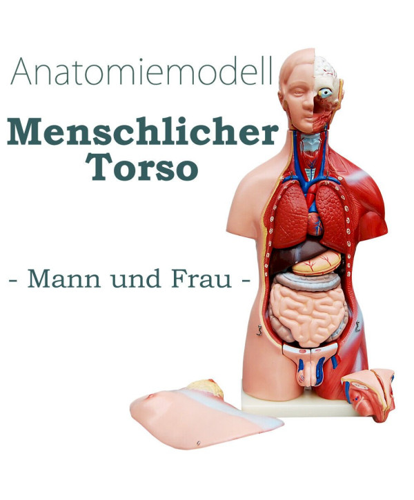 Anatomie Körper Anatomisches Modell Unisex mit Organe 45 cm